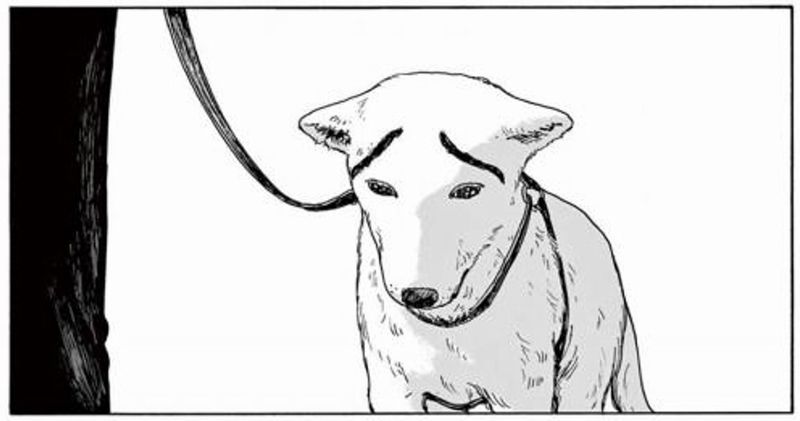 hoshi cane sopracciglia hoshi cane sopracciglia